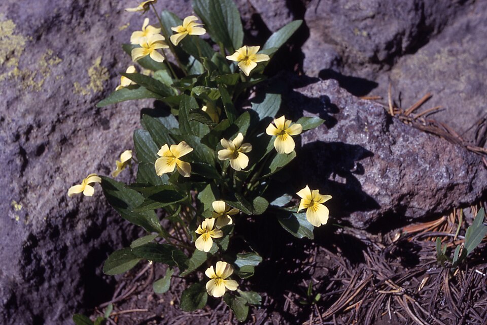 Viola praemorsa