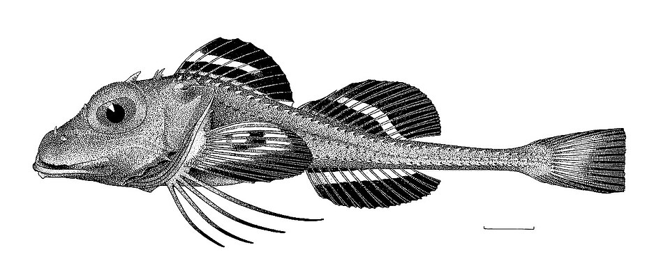 Ereuniidae
