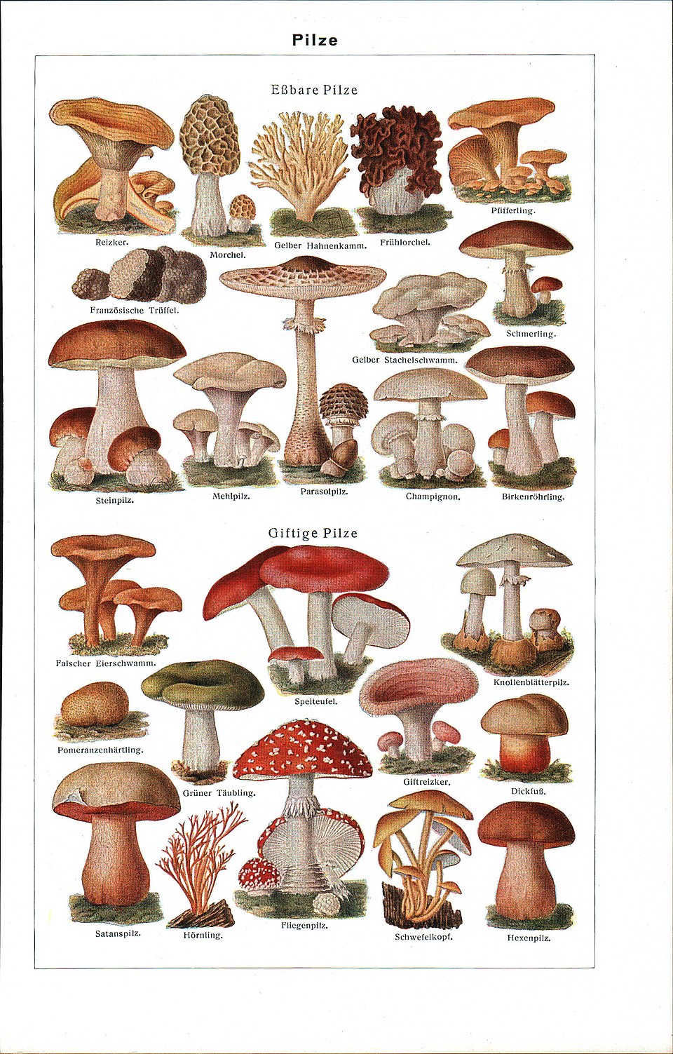 mycology