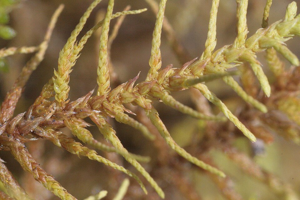 Abietinella abietina