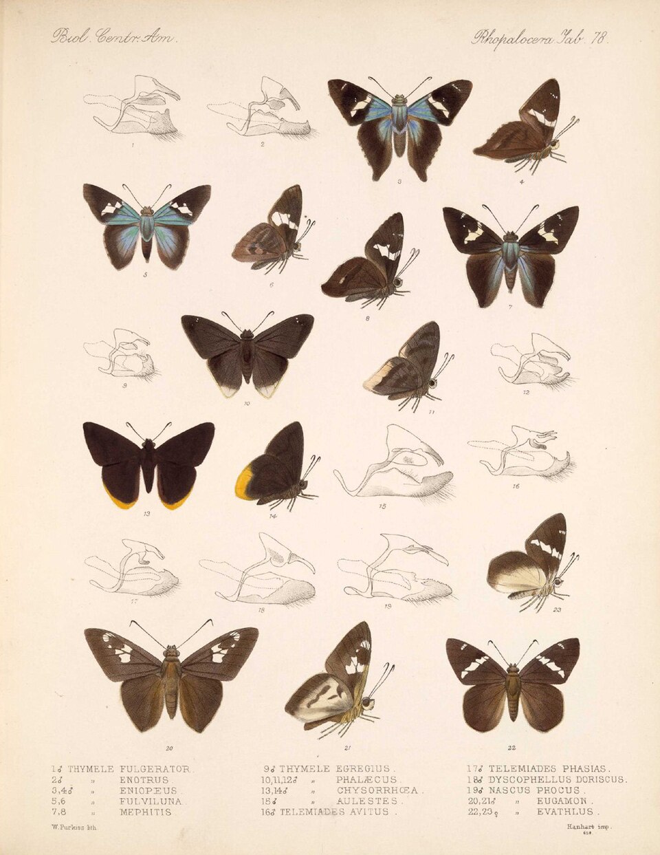 Dyscophellus