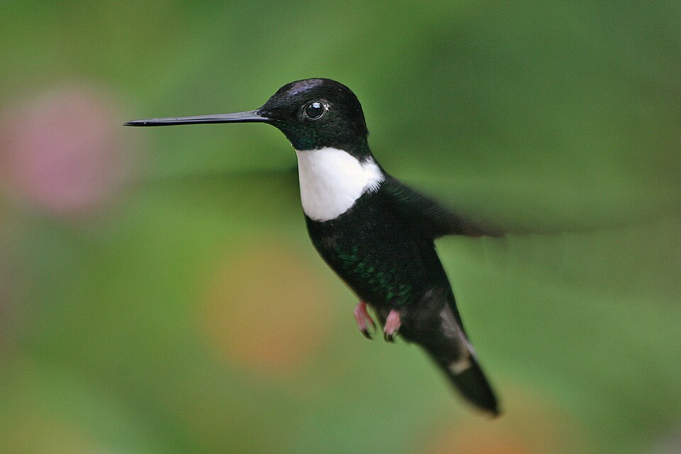 Coeligena