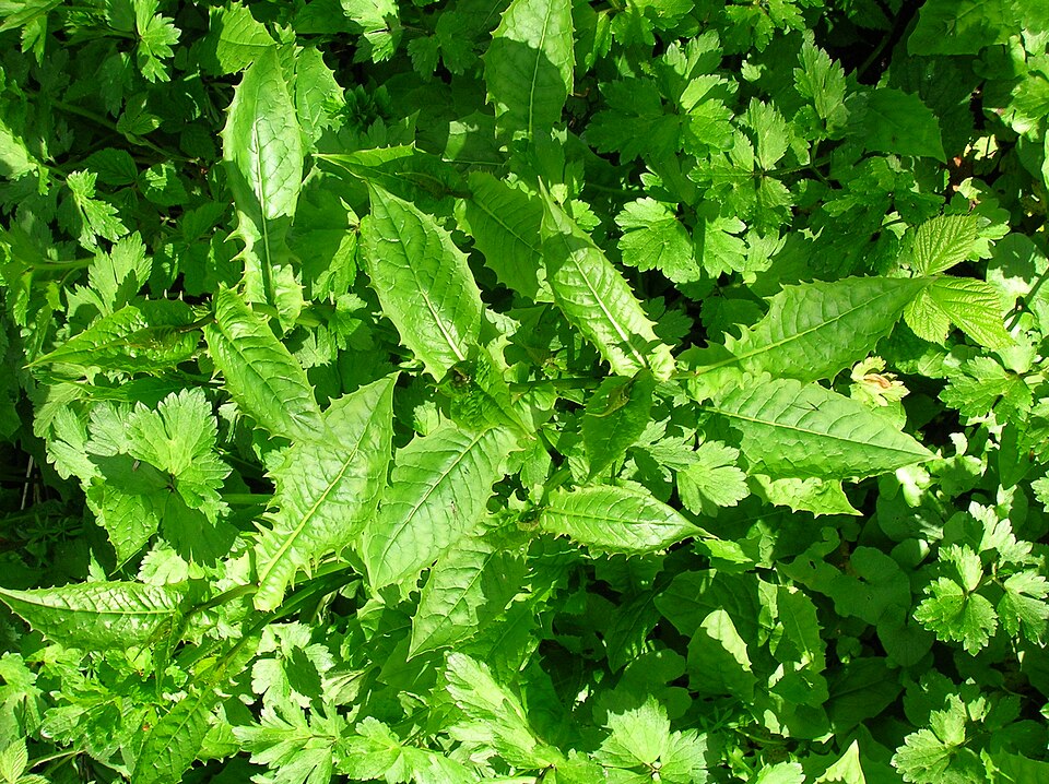 Crepis paludosa