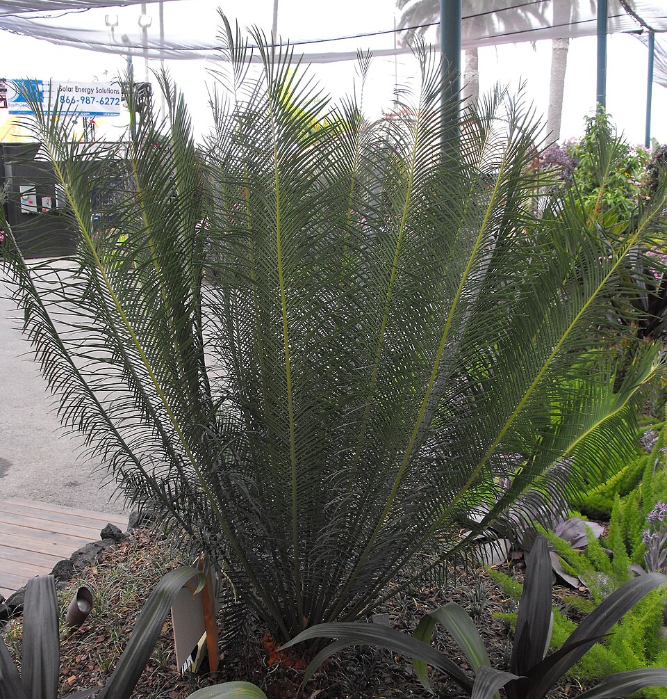 Cycas panzhihuaensis