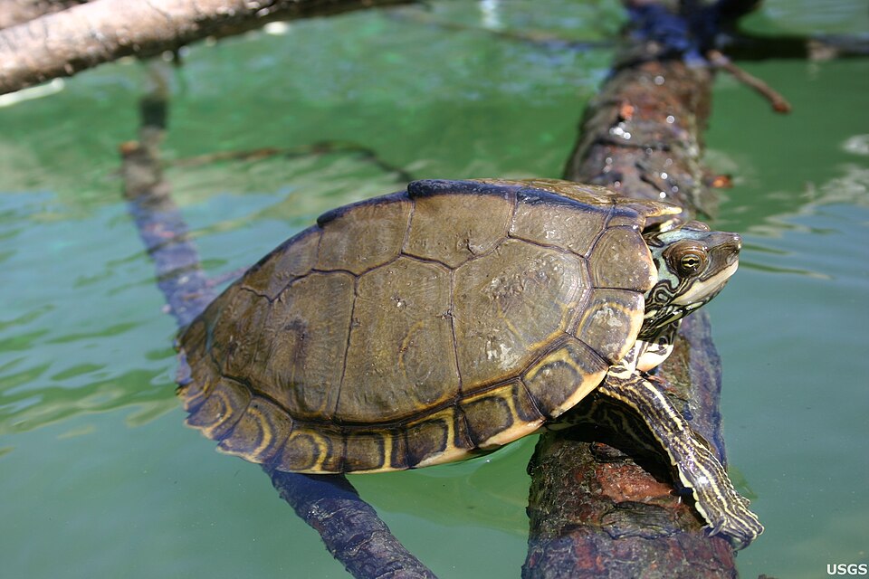 Pearl river map turtle