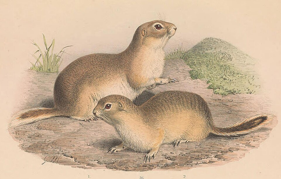 Alashan ground squirrel
