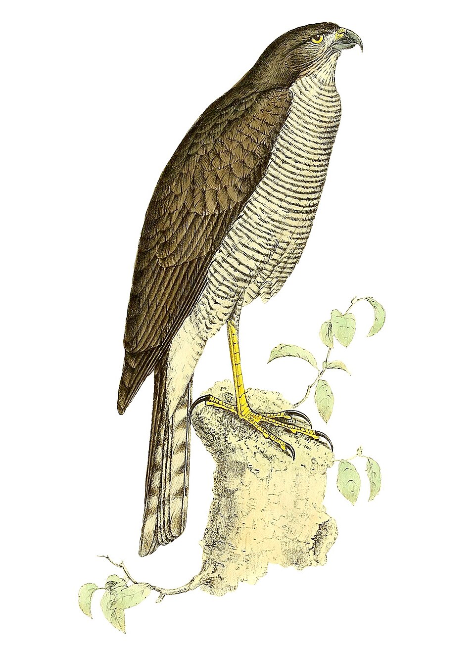 Madagascar Sparrowhawk