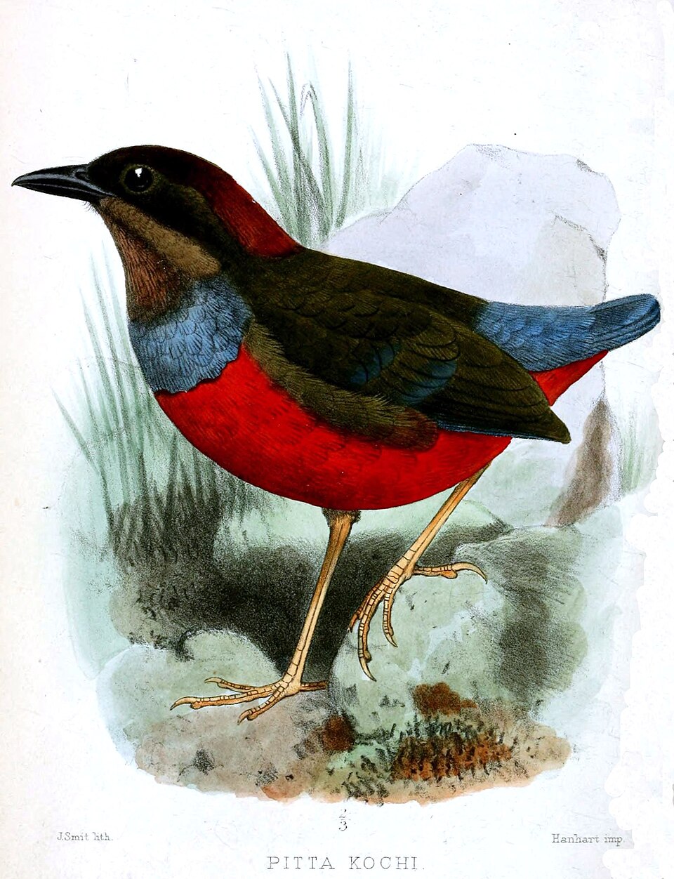 Whiskered Pitta
