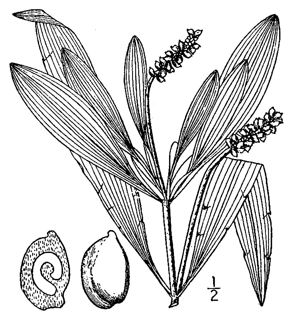 Potamogeton alpinus