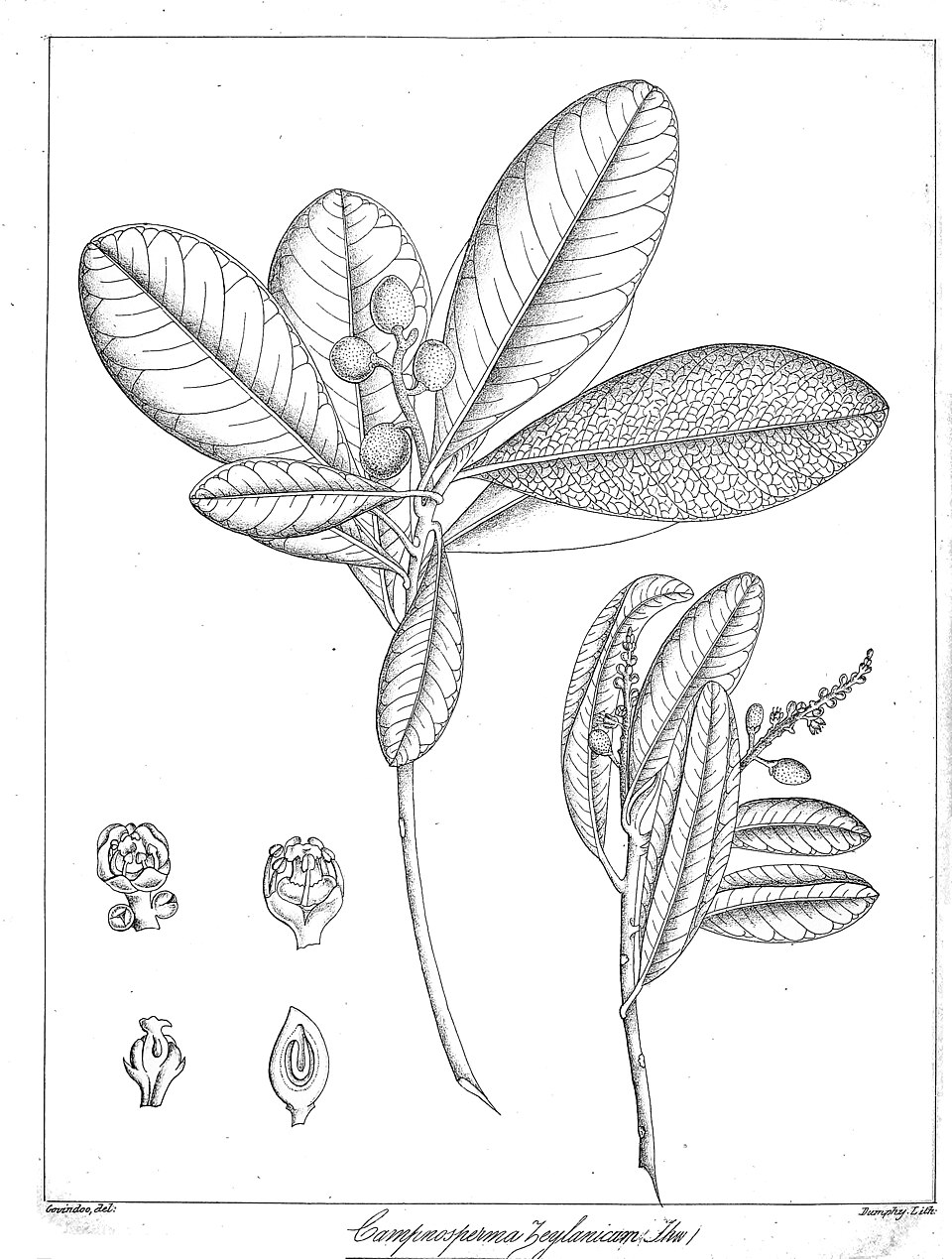 Campnosperma
