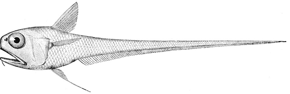 Hymenocephalus italicus