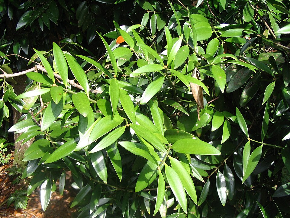 Agathis borneensis