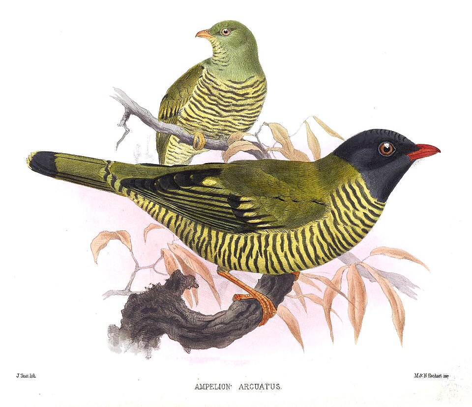 Barred Fruiteater