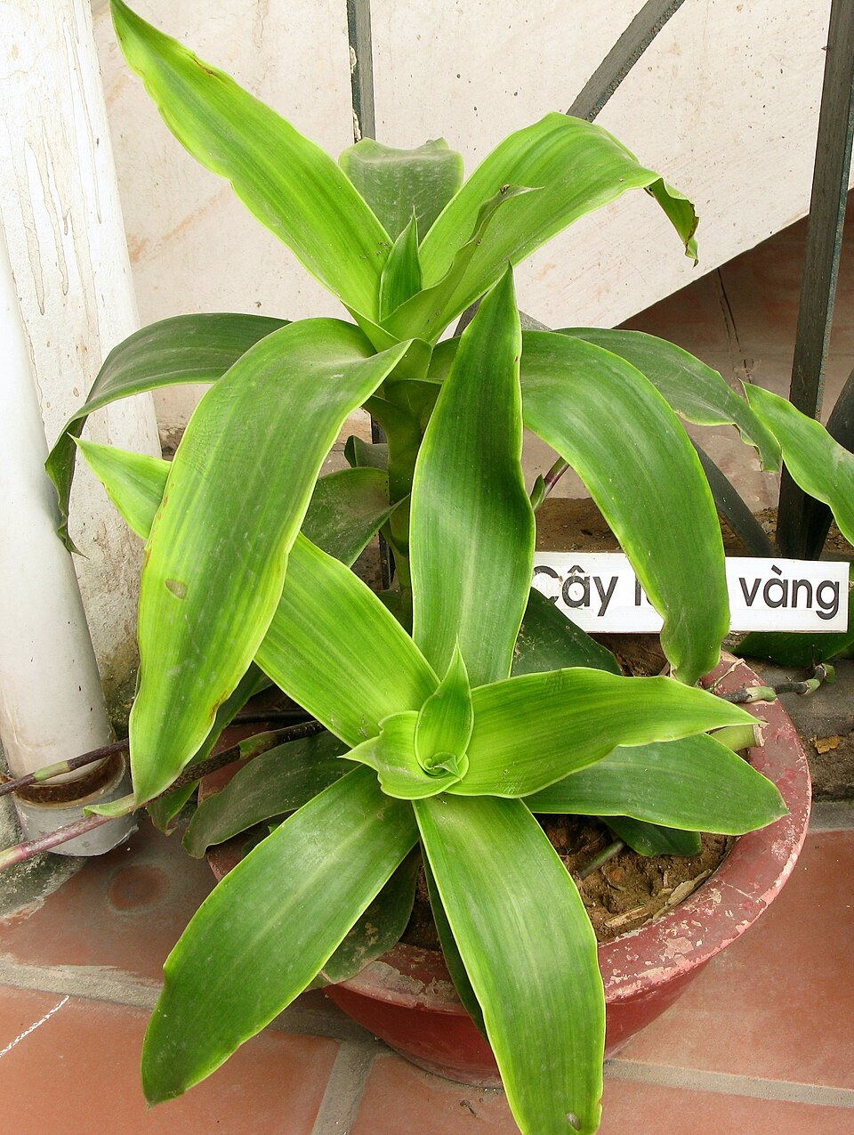 Callisia fragrans