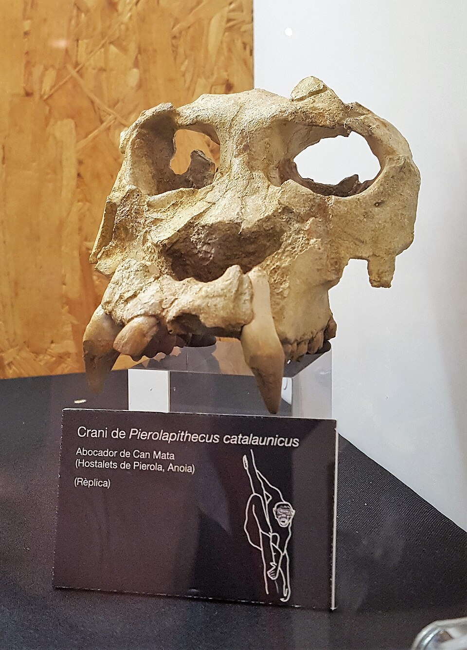 Pierolapithecus catalaunicus
