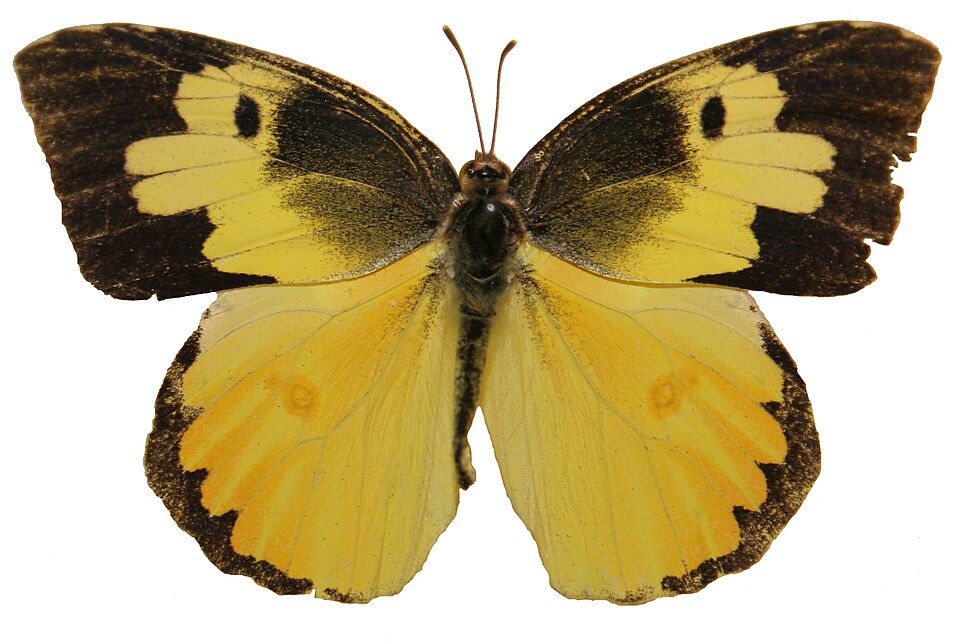 Zerene cesonia
