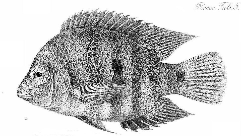 Astatheros macracanthus