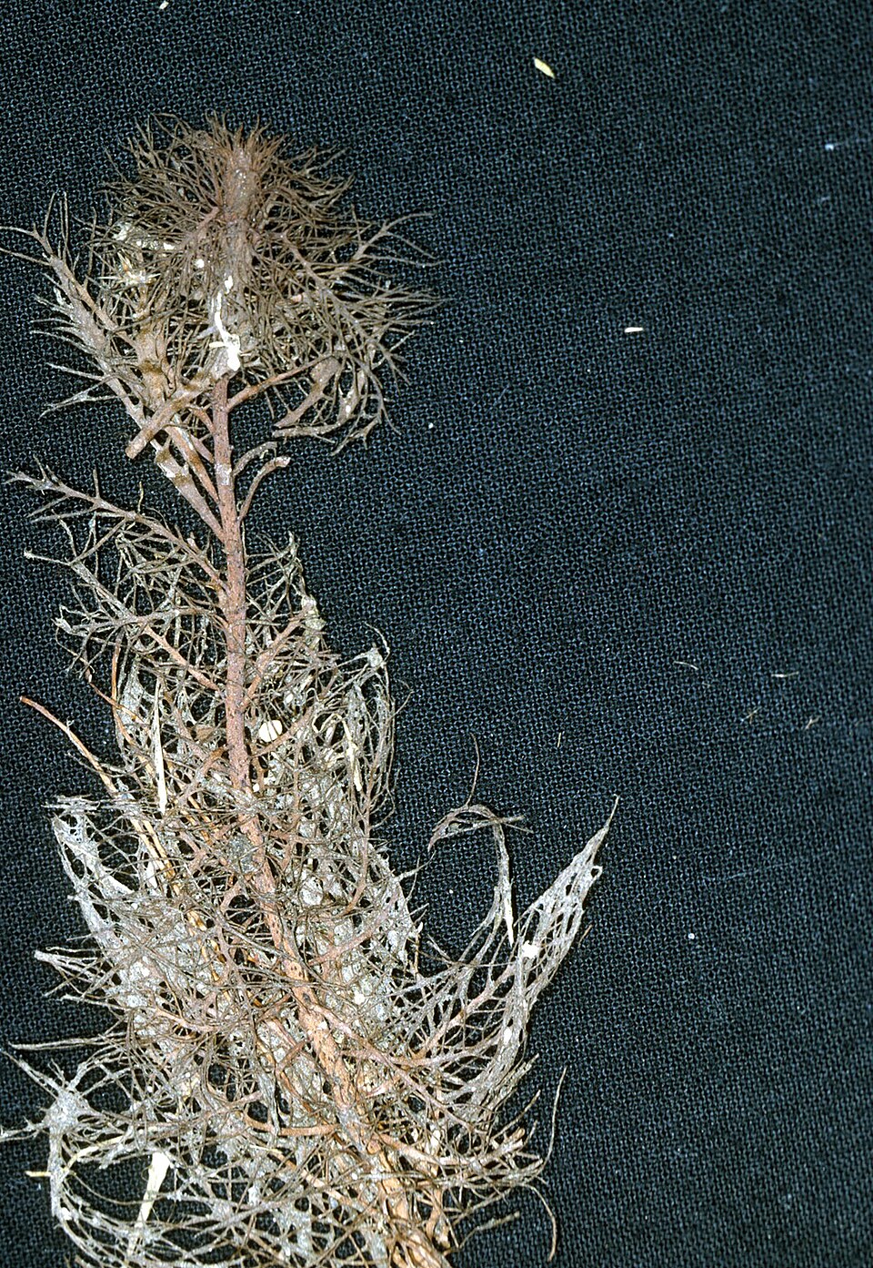 Myriophyllum heterophyllum