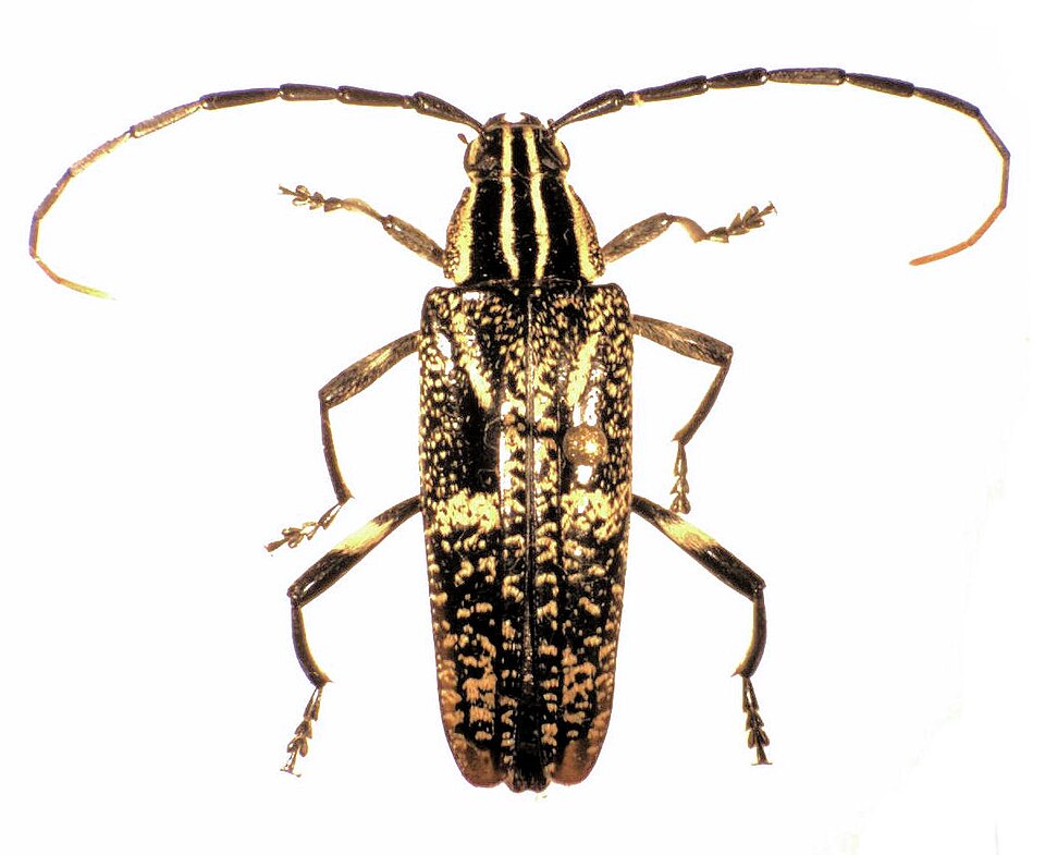 Coptomma
