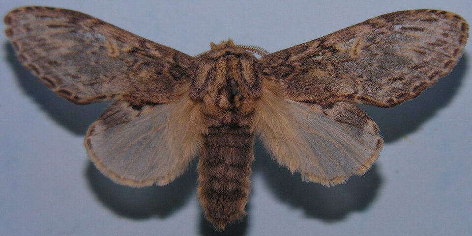 Peridea anceps