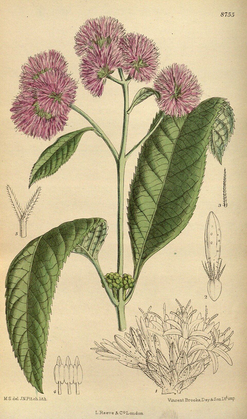 Bothriocline