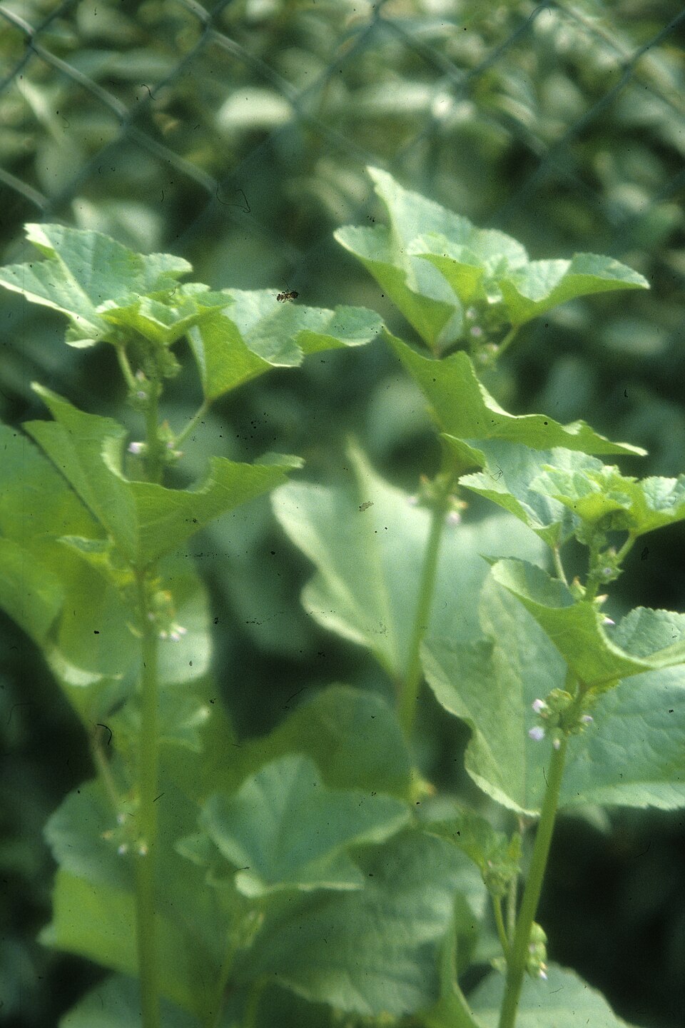 Malva verticillata