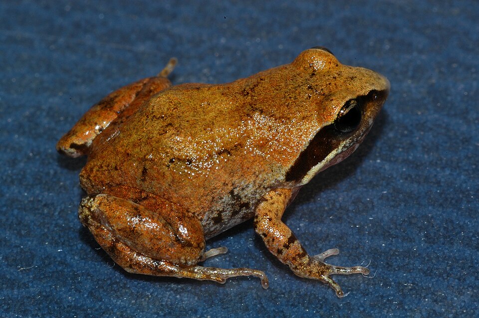 Anhydrophryne rattrayi