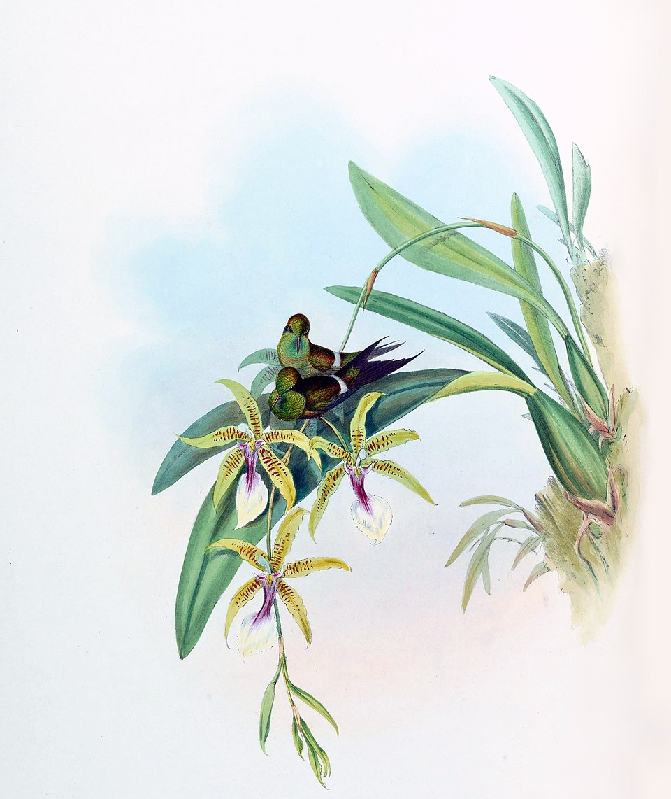 Discosura letitiae