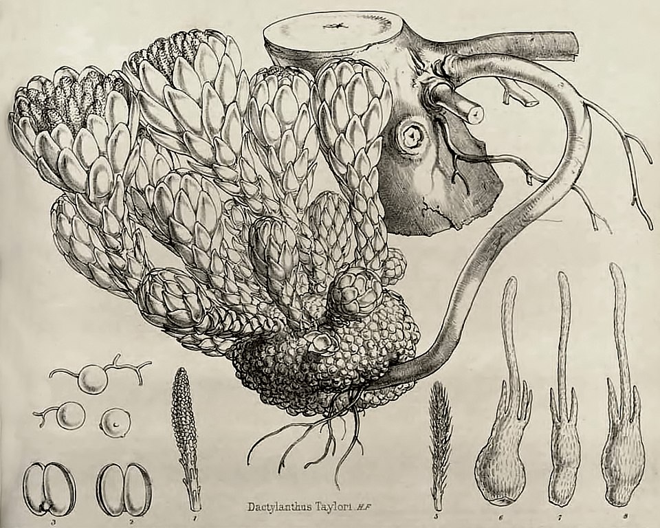 Dactylanthus taylorii