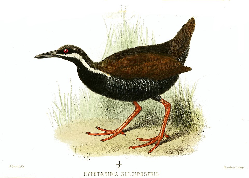 Barred Rail