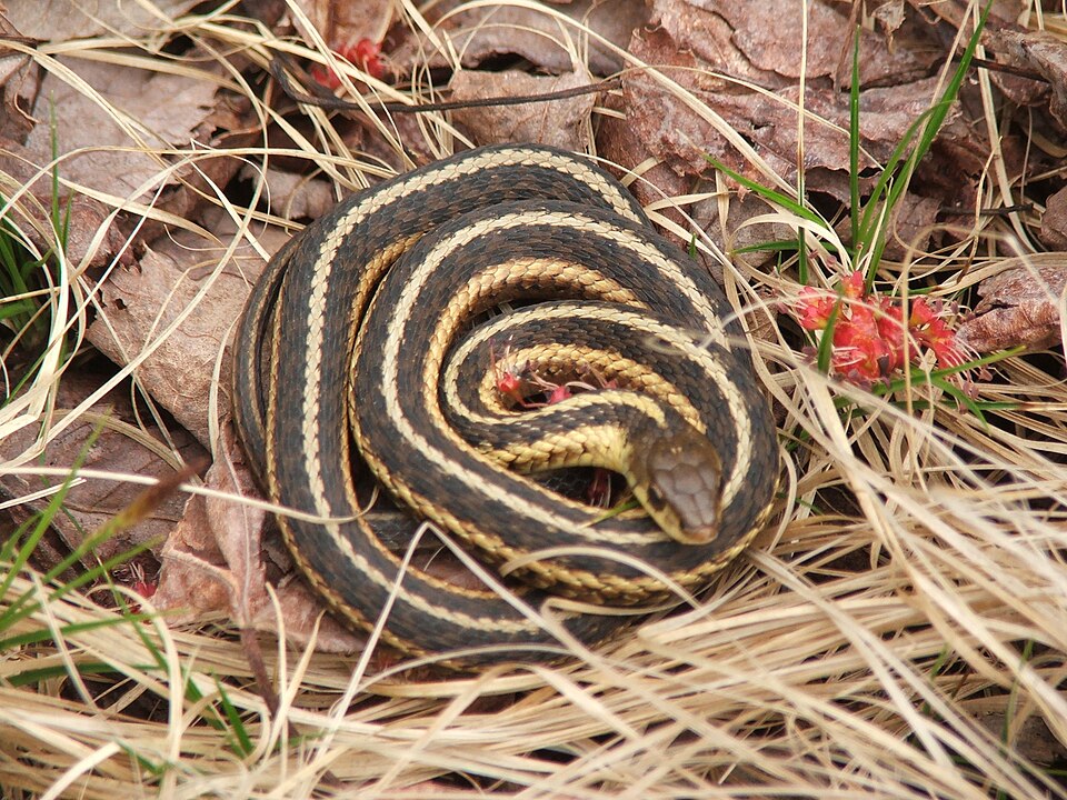 Butler's Garter Snake
