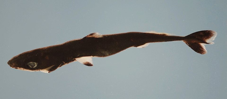 Squaliolus