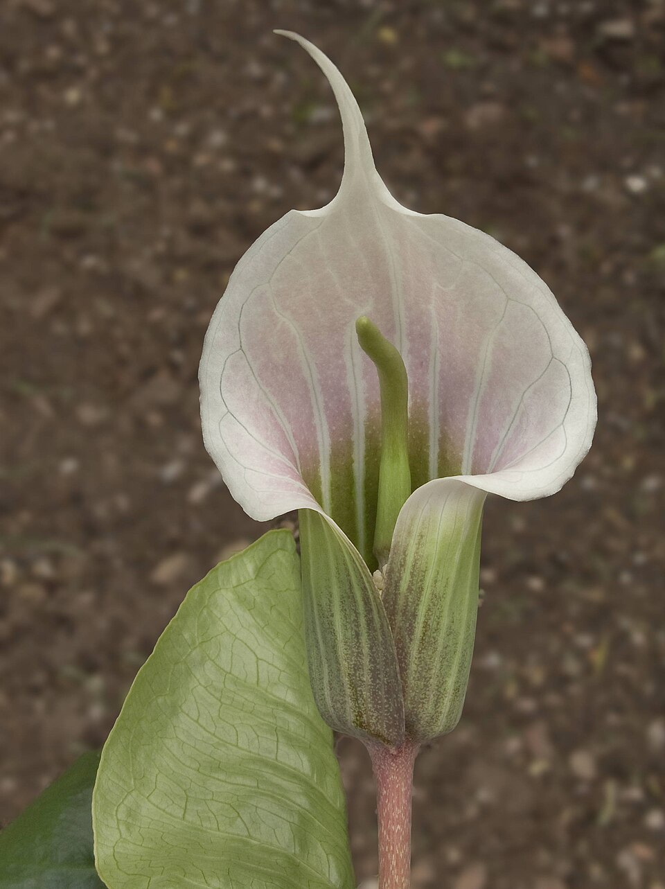 Arisaema candidissimum