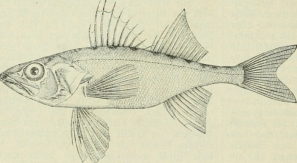 Percarina