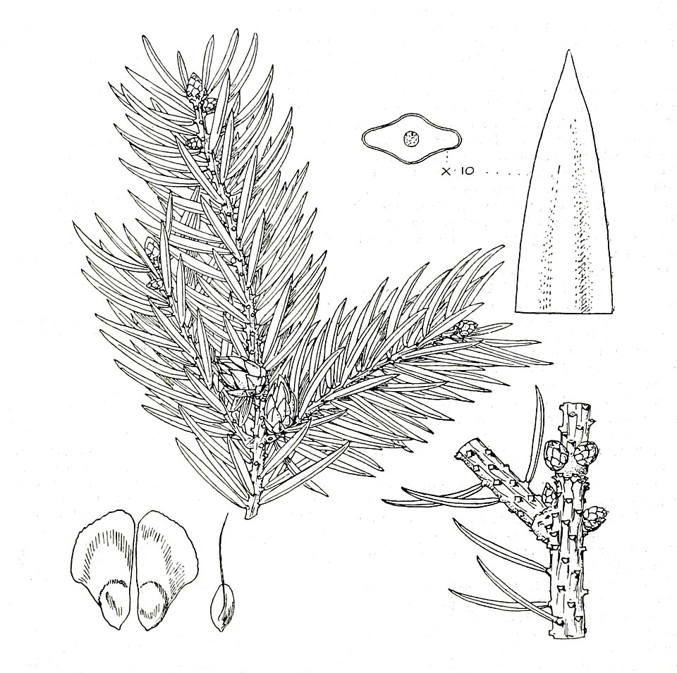 Picea neoveitchii
