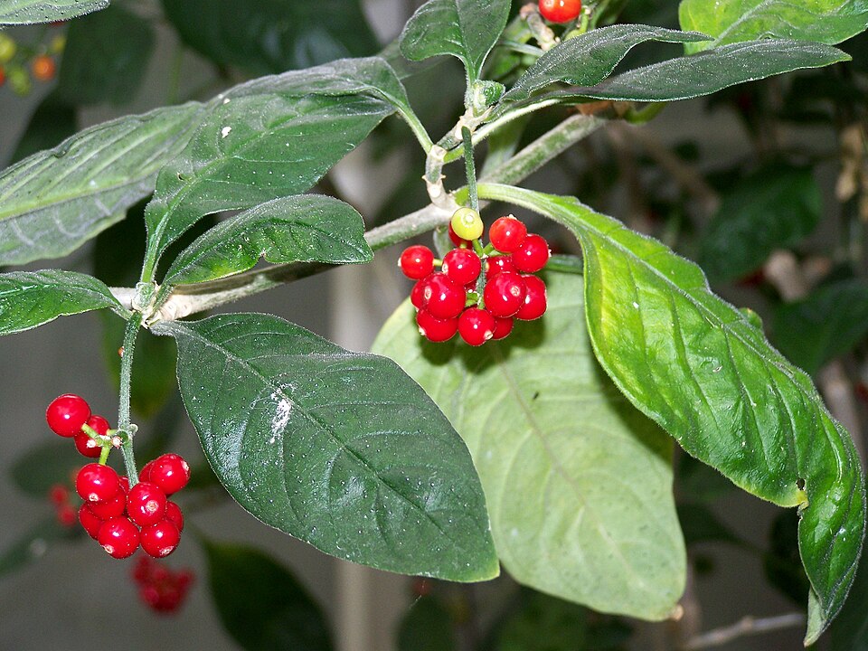 Psychotria