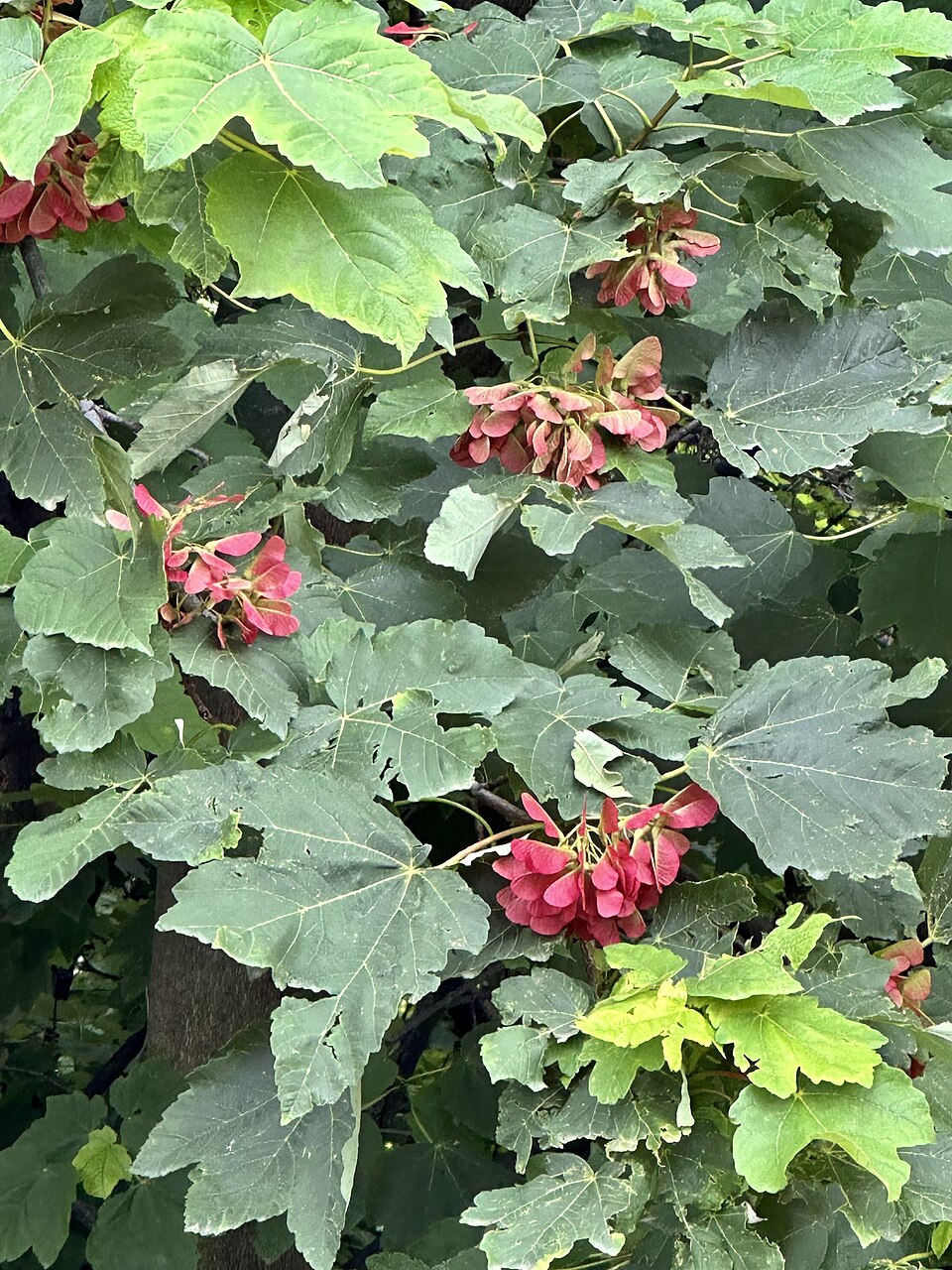 Acer velutinum