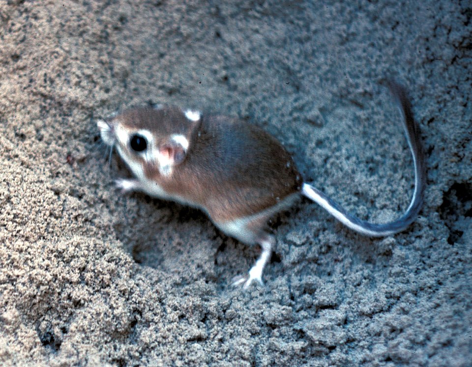 Gulf Coast kangaroo rat