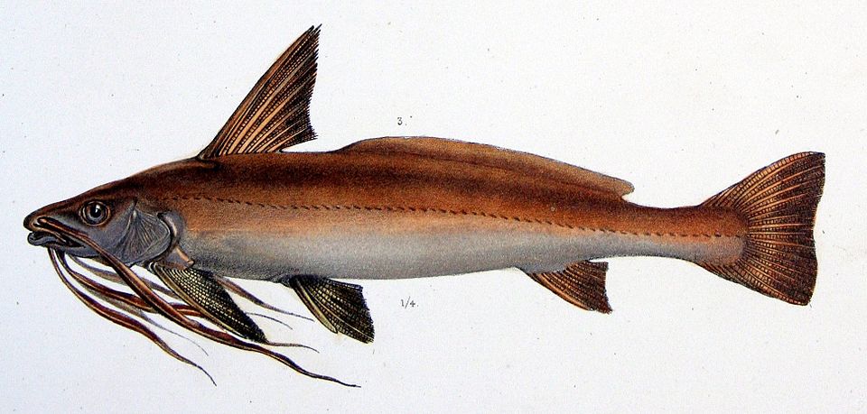 Pinirampus pirinampu