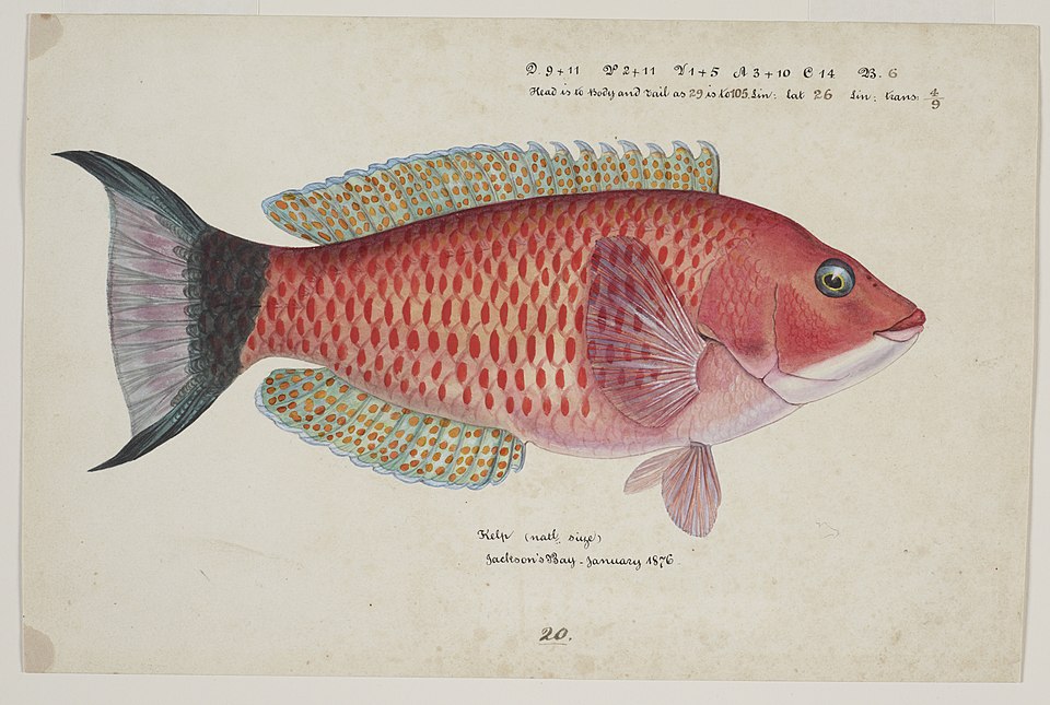 Scarlet wrasse