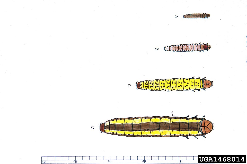 Zeiraphera griseana