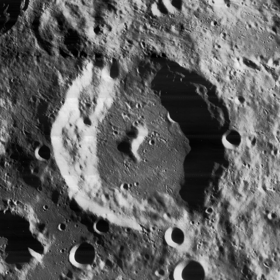 Bettinus
