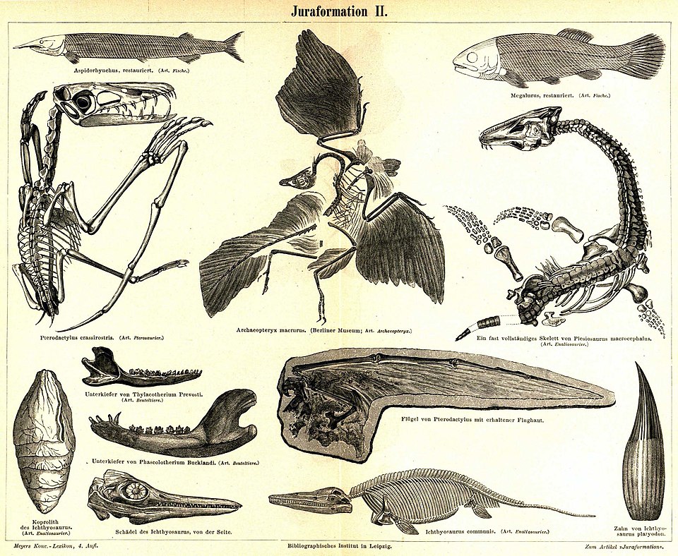 Craniata