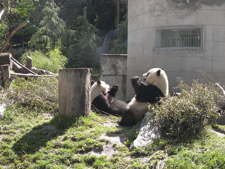 panda diplomacy
