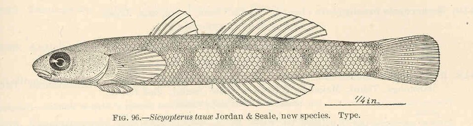 Red-tailed goby