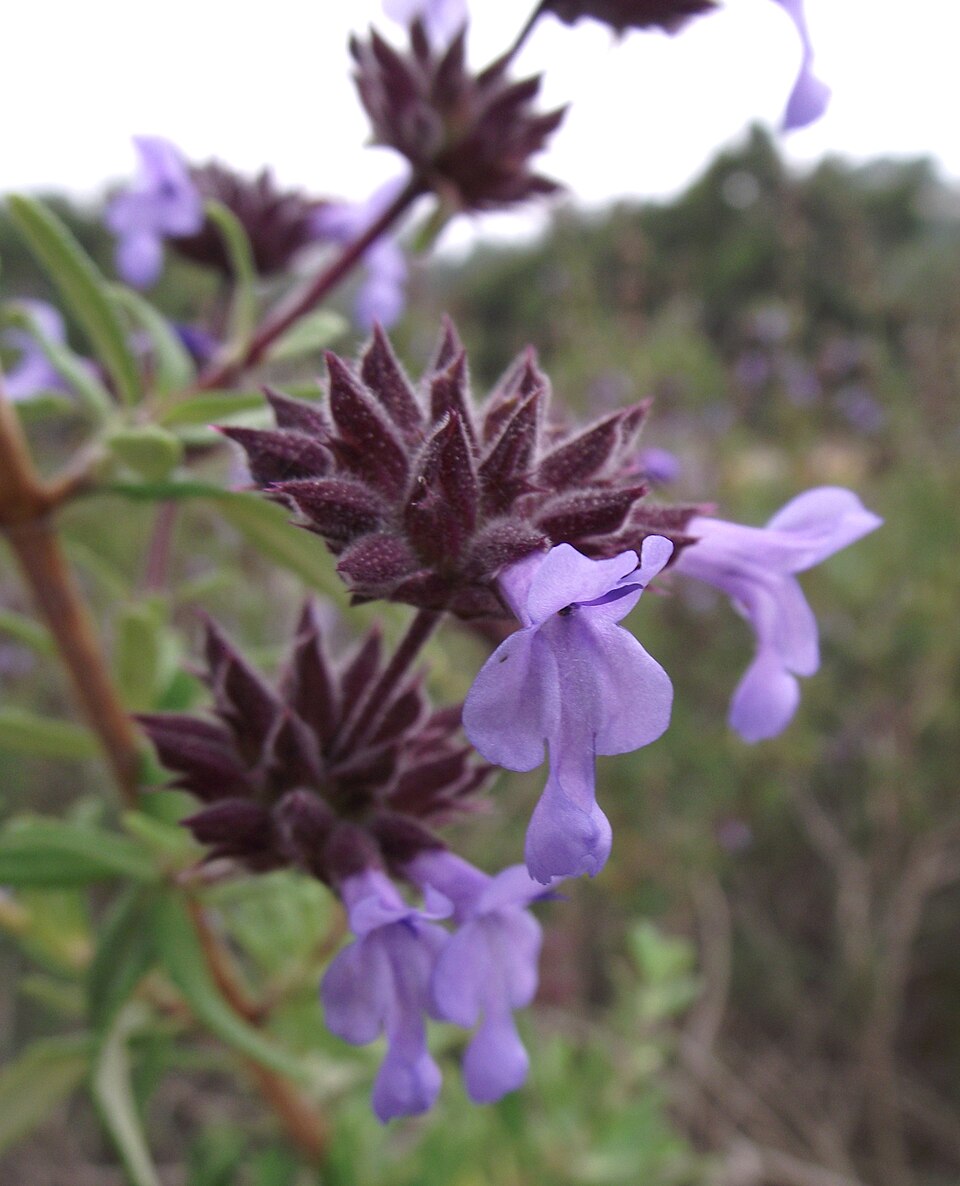 Salvia brandegeei