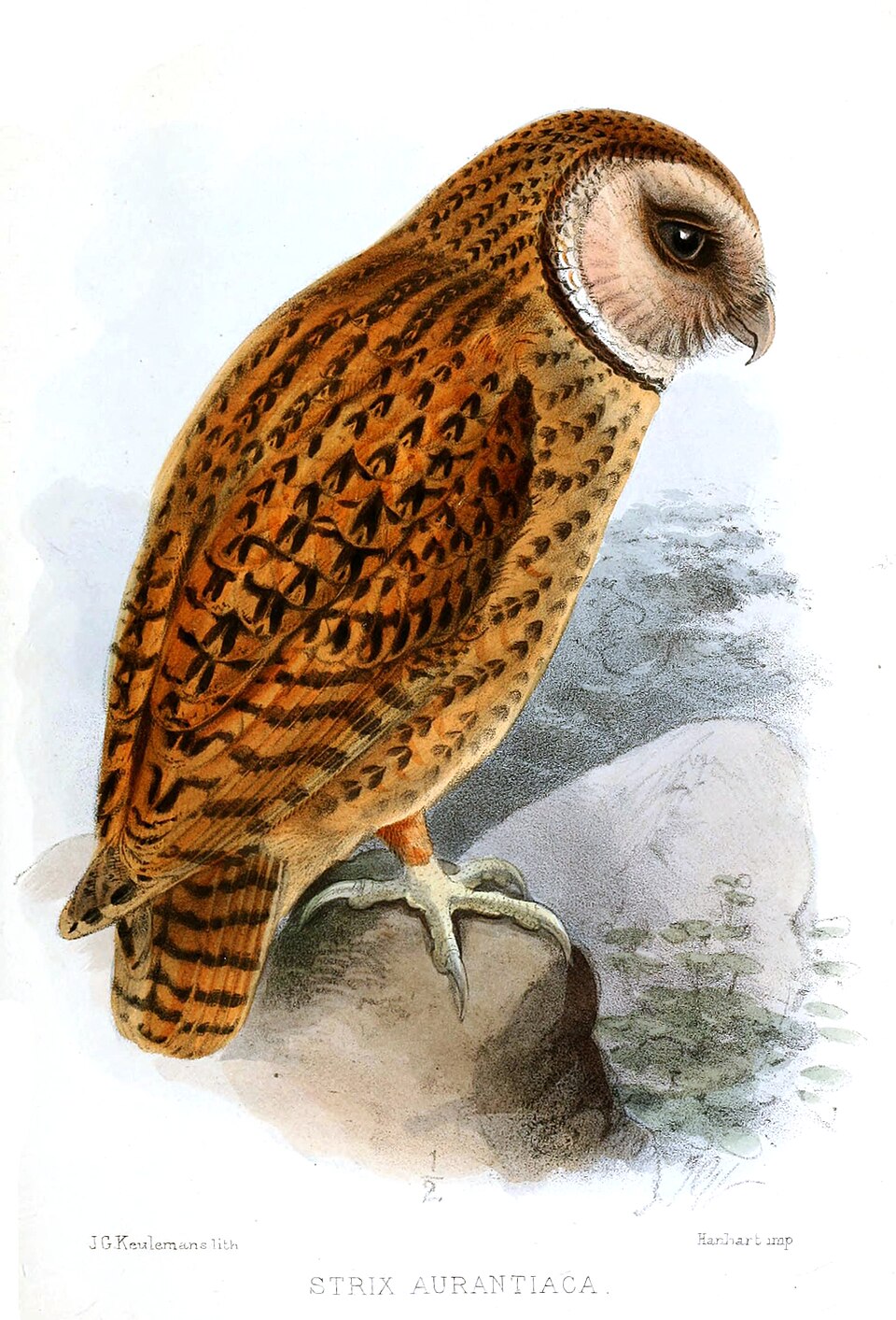 Golden Masked Owl