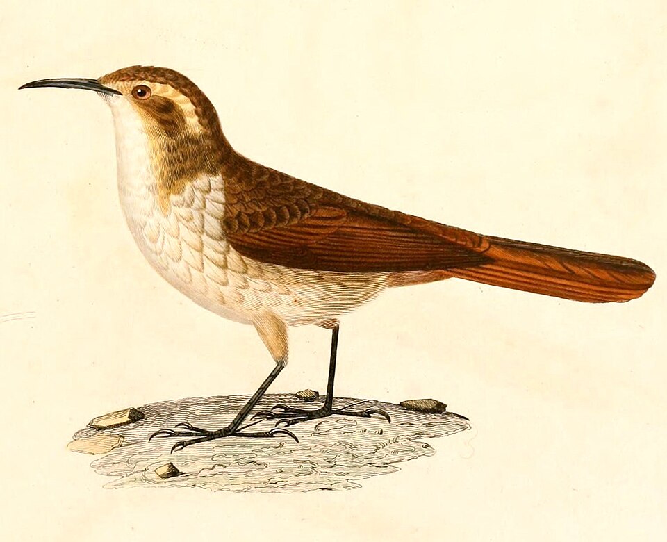Ochetorhynchus