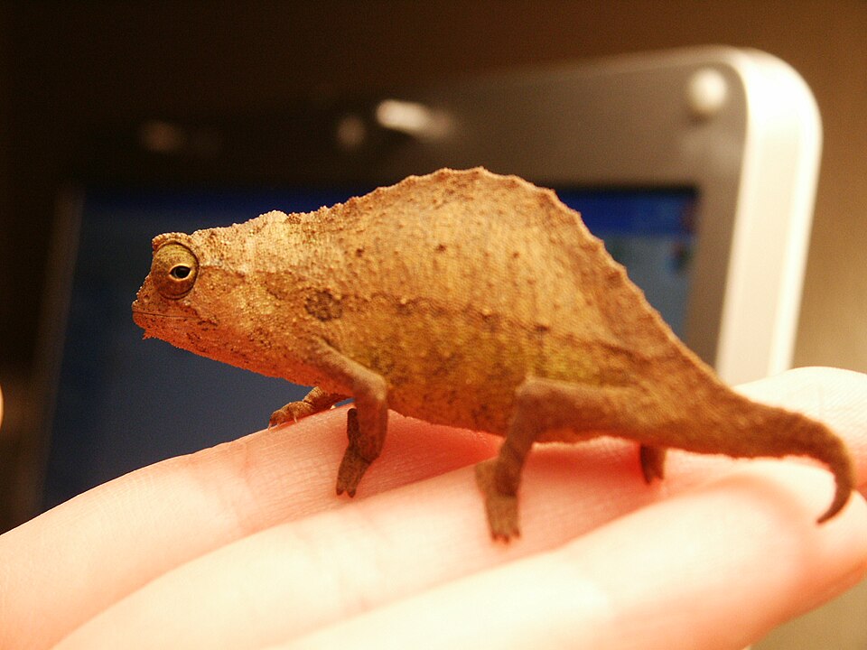 Rieppeleon brevicaudatus