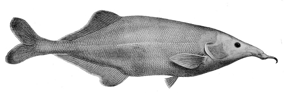 Genyomyrus donnyi